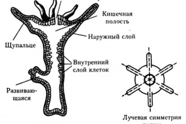 Как выйти на сайт блэкспрут