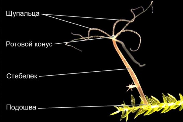 Как поменять рубли на биткоины на блэкспрут